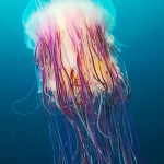 Jellyfish, Alexander Semenov