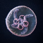 Jellyfish, Alexander Semenov