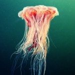 Jellyfish, Alexander Semenov