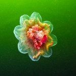 Jellyfish, Alexander Semenov