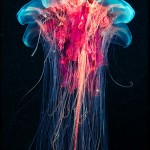 Jellyfish, Alexander Semenov