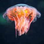 Jellyfish, Alexander Semenov